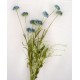 Wiesenblumenbüschel 10 Blüten