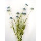Wiesenblumenbüschel 10 Blüten