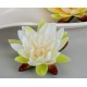 Seerose 16 cm schwimmend