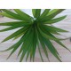 Aloe Vera grün 20 cm