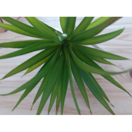 Aloe Vera grün 20 cm