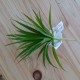Aloe Vera grün 20 cm